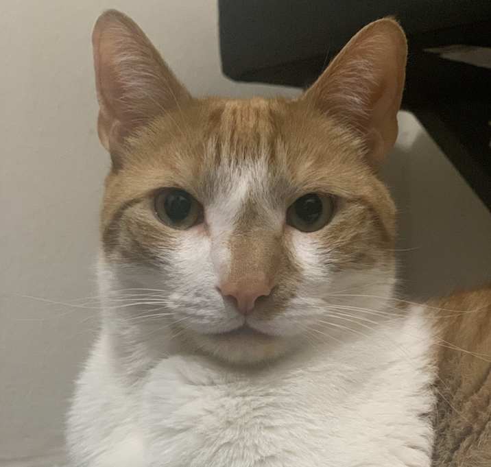 Photo of Honey