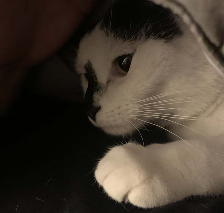 Photo of Moni