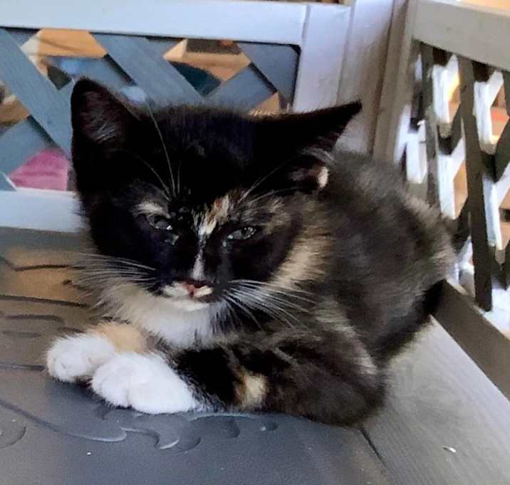 Photo of Fancy