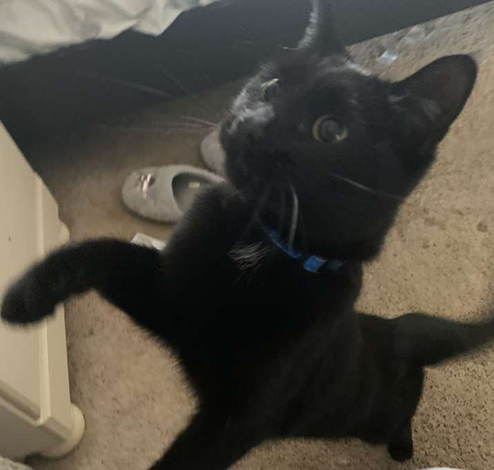 Photo of Cocoa