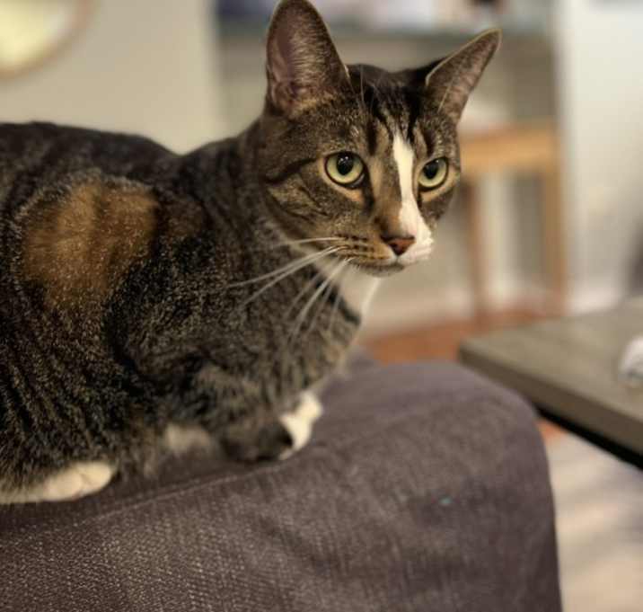 Photo of Dexter