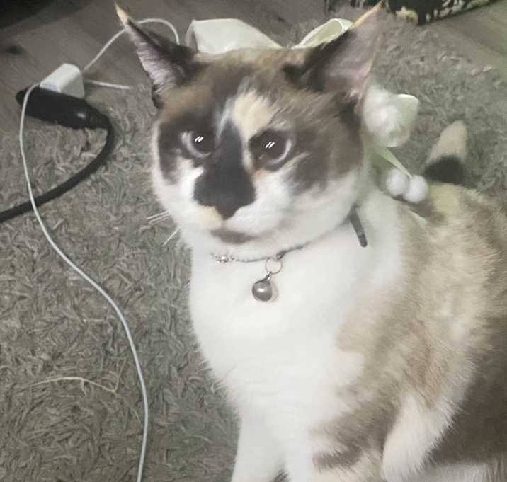 Photo of Koi (Miss Konk)
