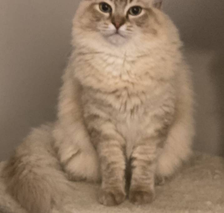 Photo of Sampson