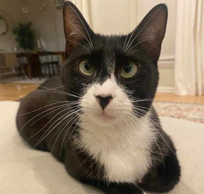 Photo of A Cat Named Zoe