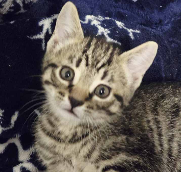 Photo of Joey