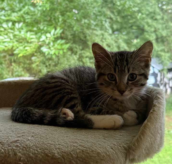 Photo of Maximus (Romans)