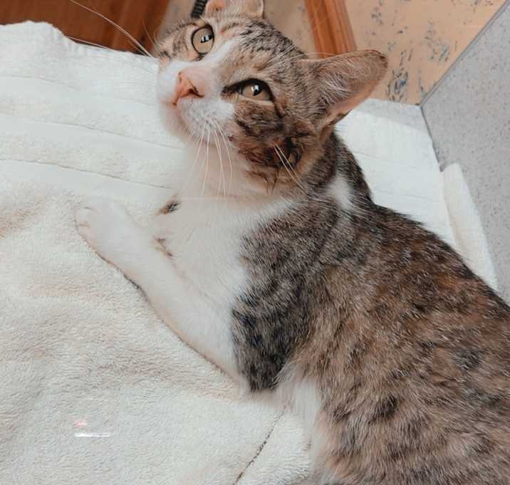 Photo of Opie