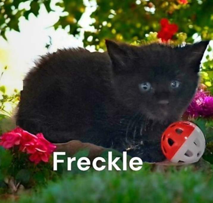 Photo of Freckle