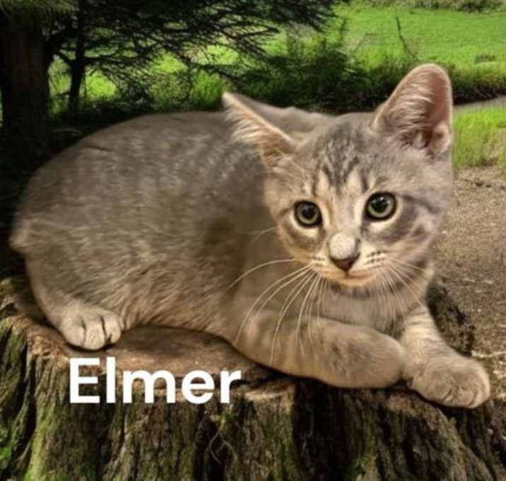 Photo of Elmer