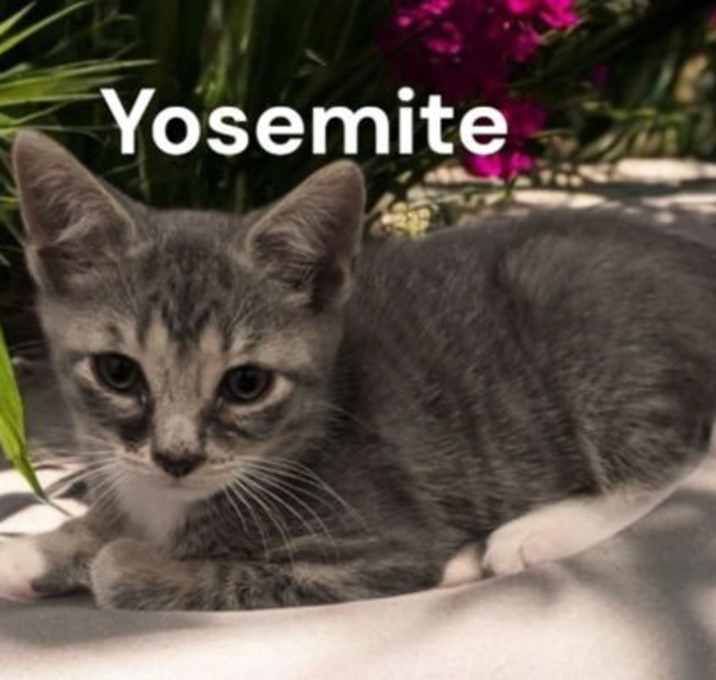 Photo of Yosemite