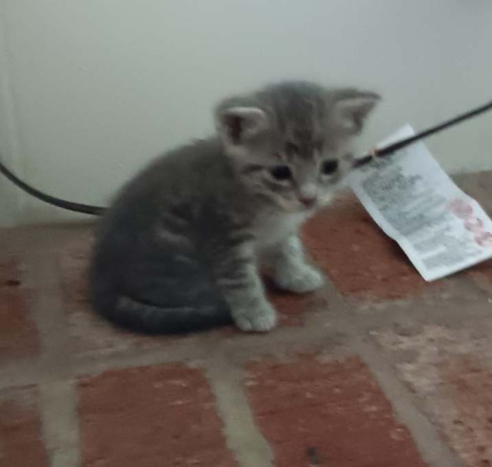 Photo of Millie