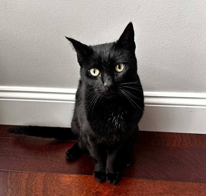 Photo of Koko