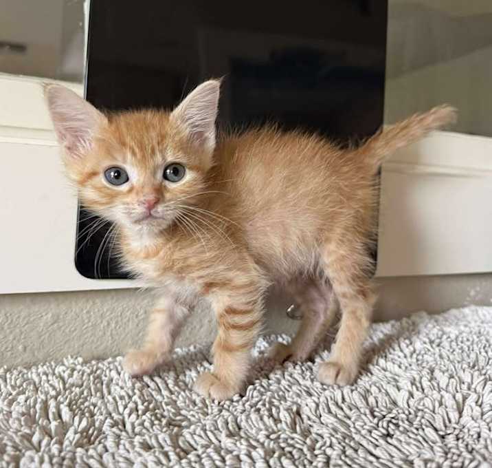 Photo of Papaya 