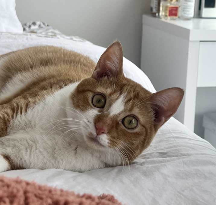 Photo of Spaghetti