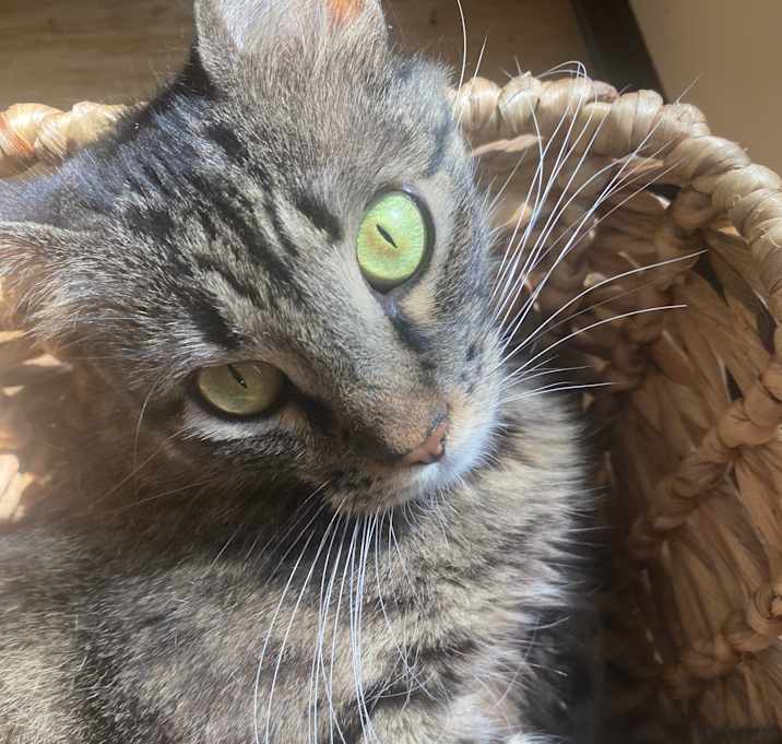 Photo of primrose