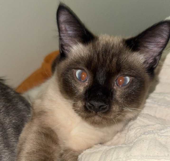 Photo of Houdini