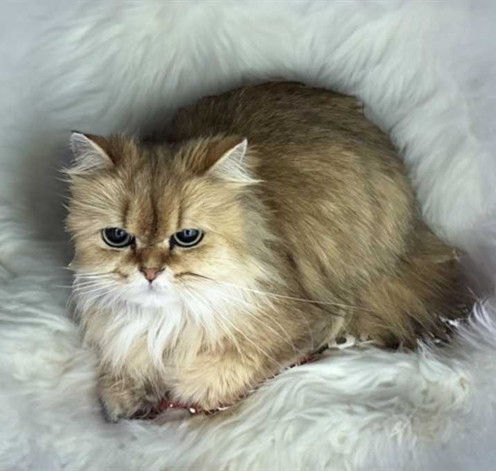 Photo of DANDELION