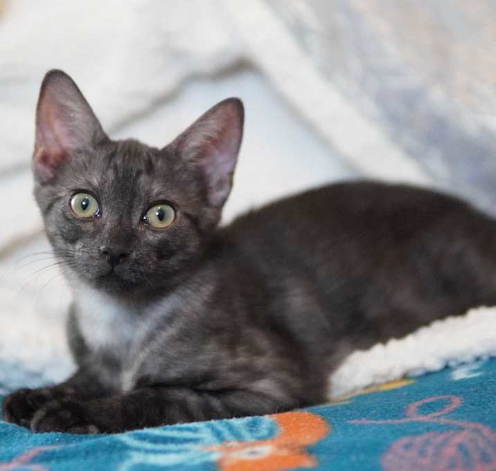 Photo of Indigo