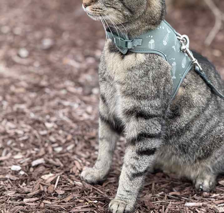 Photo of Brownie