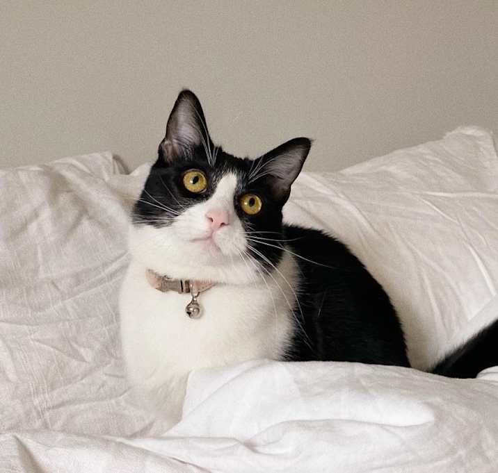 Photo of Dora