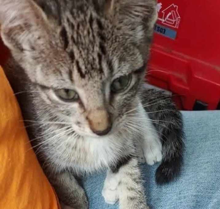 Photo of Waffles