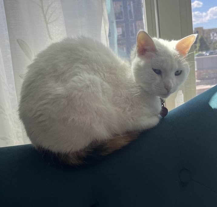 Photo of Artemis