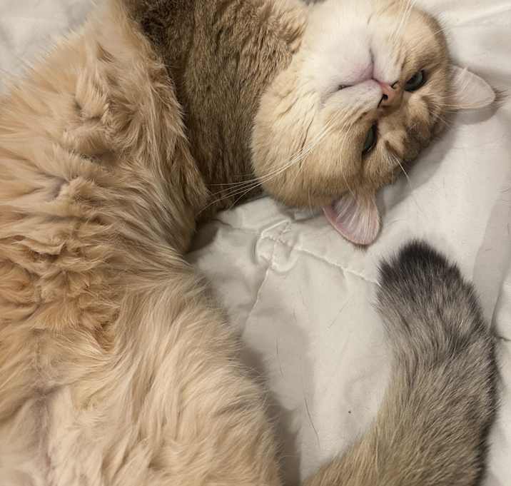 Photo of Rocky