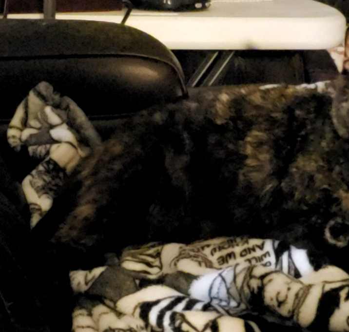 Photo of Miss Copper