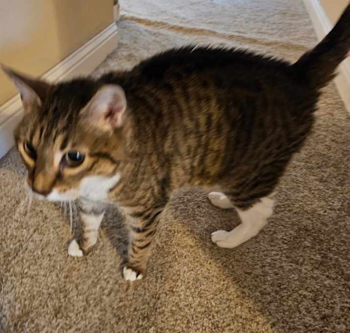 Photo of Tiger