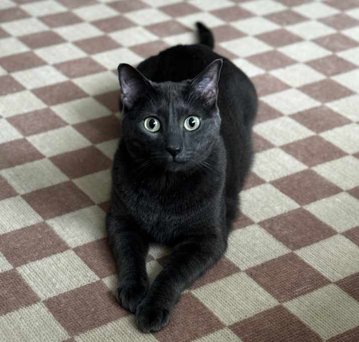Photo of Mew