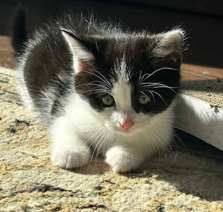 Photo of CHARLIE