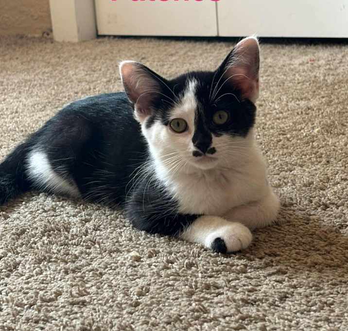 Photo of Patches