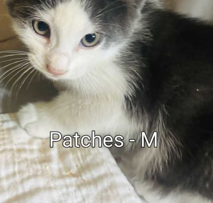 Photo of Patches Kitten