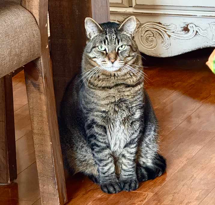 Photo of Spruce