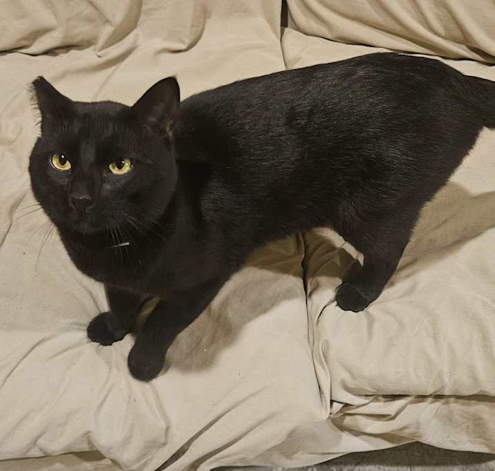 Photo of Salem