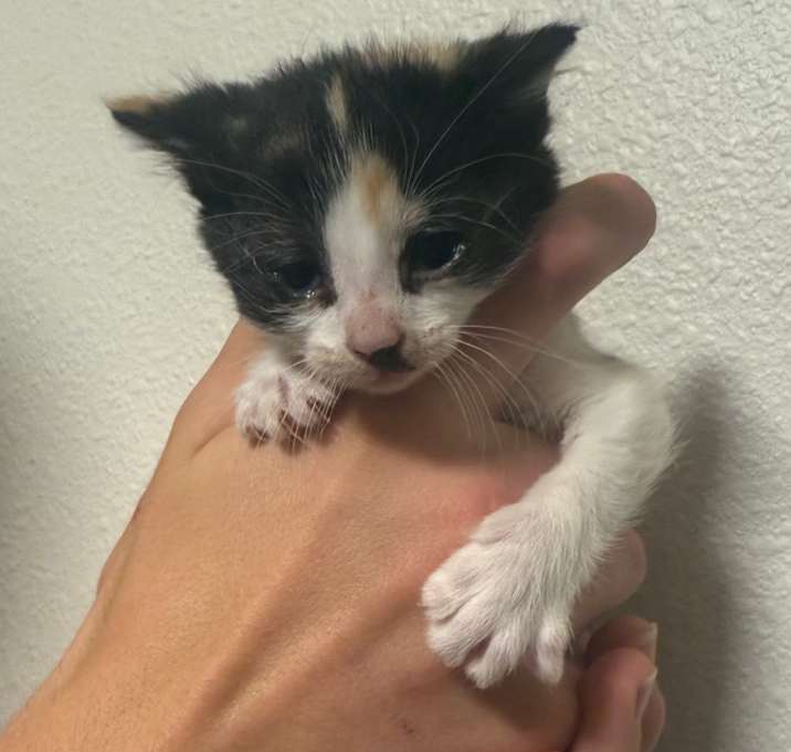 Photo of Poppy