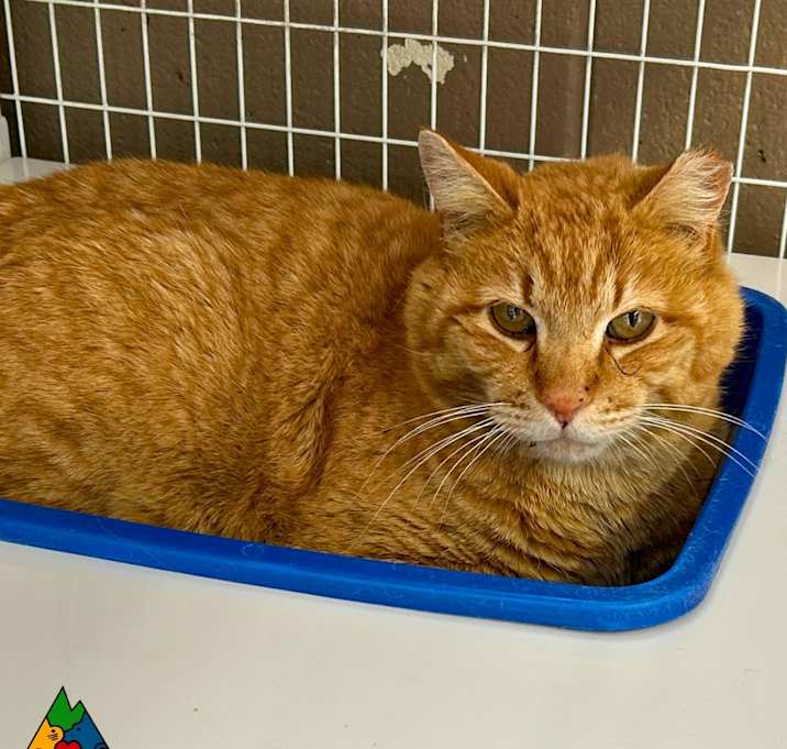 Photo of Garfield