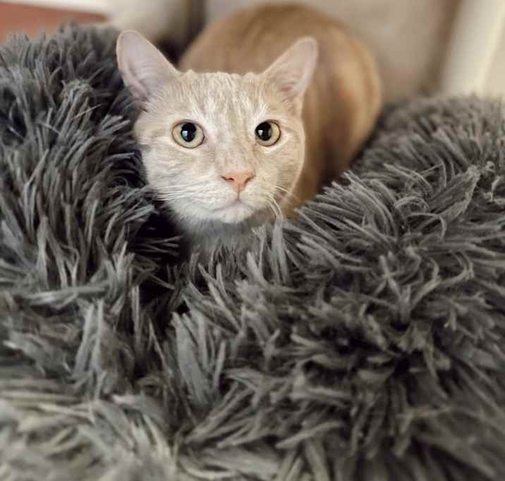 Photo of Gato