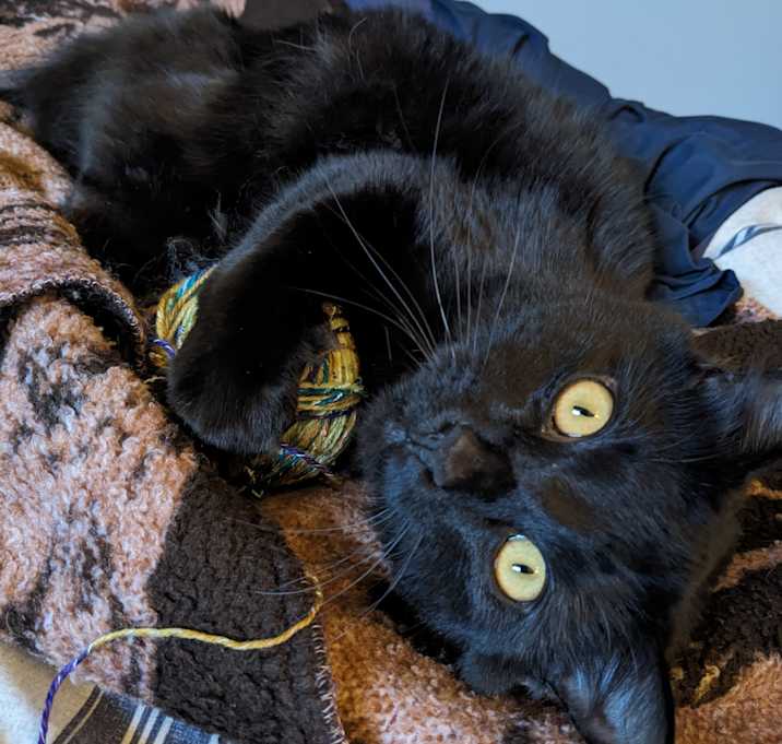 Photo of Pepper Cornelius