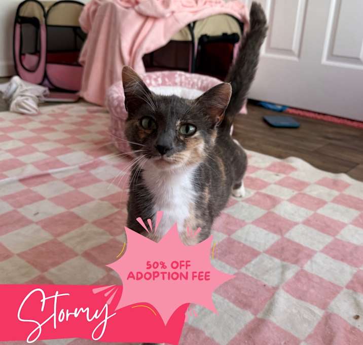 Photo of Stormy