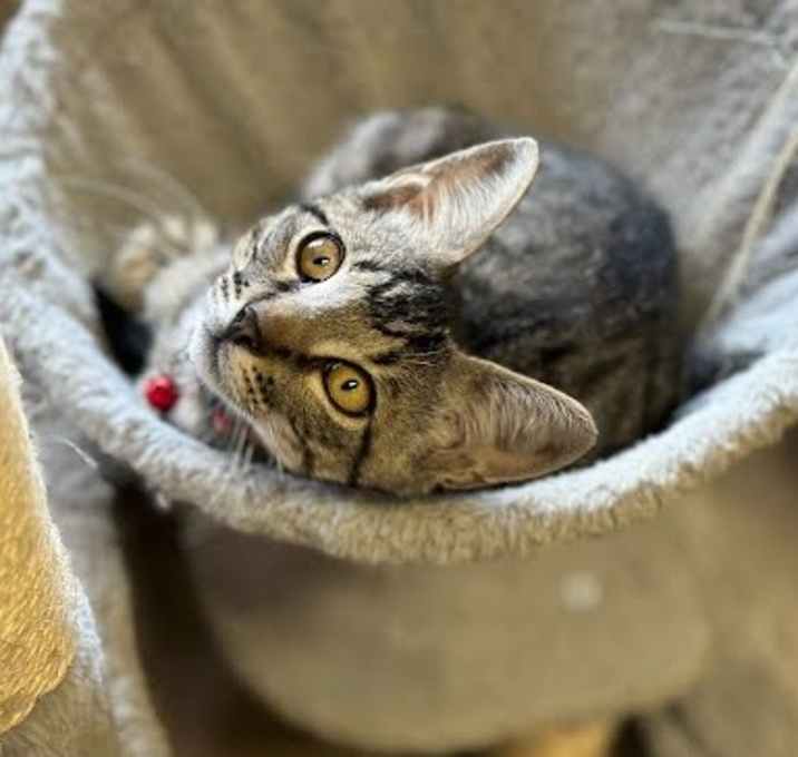Photo of Yankee