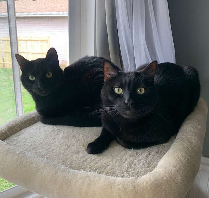 Photo of Sage & Shy