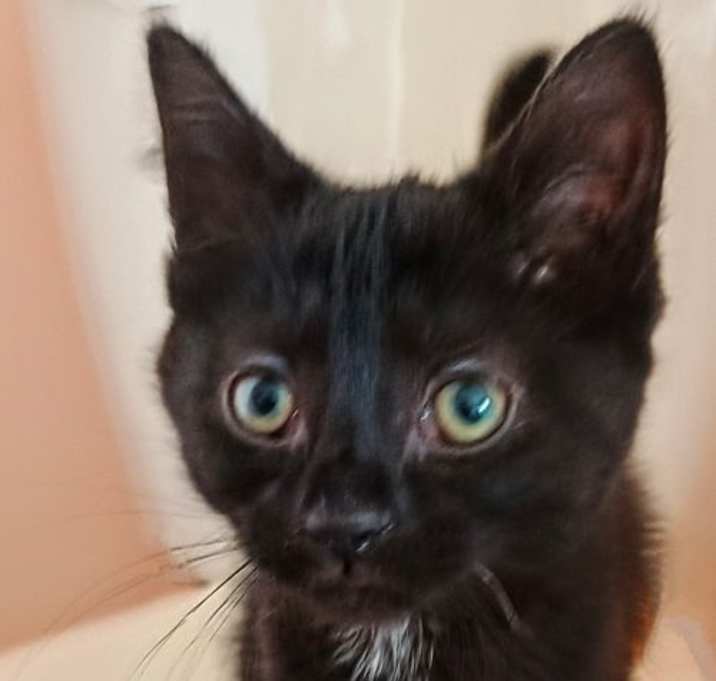 Photo of Booberry