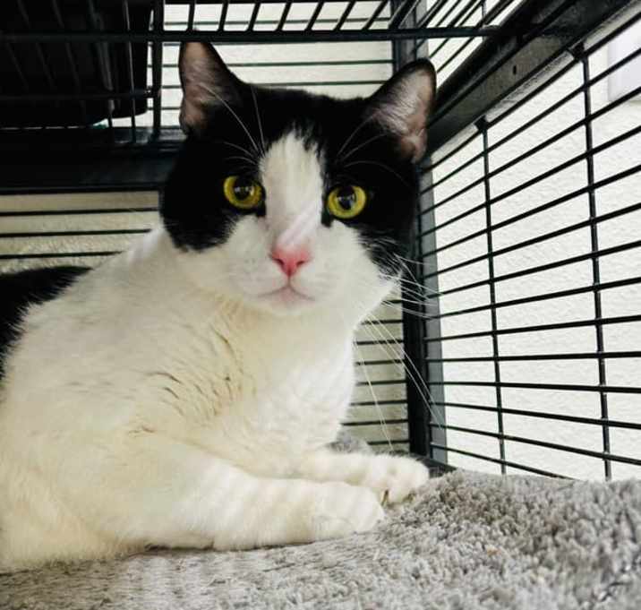 Photo of Maverick