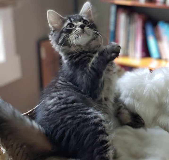 Photo of Smokey