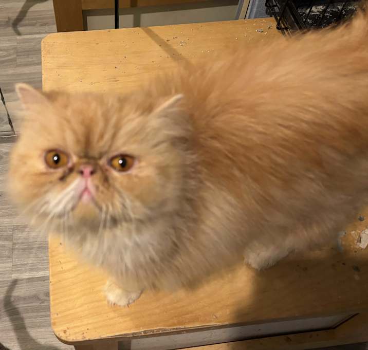 Photo of Mokka (Persian)