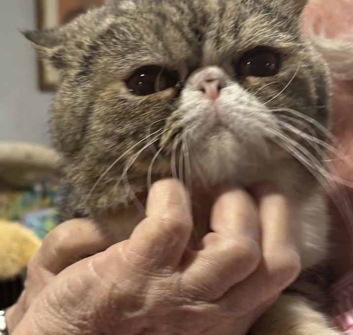 Photo of Sonbol (British Shorthair)