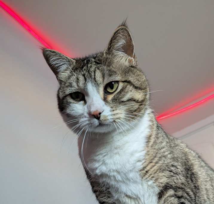 Photo of Ripley
