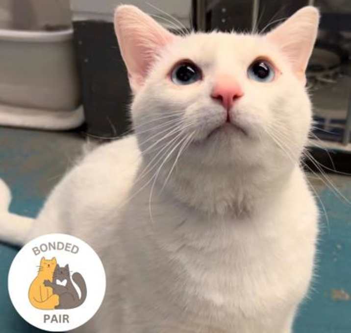 Photo of Ghost