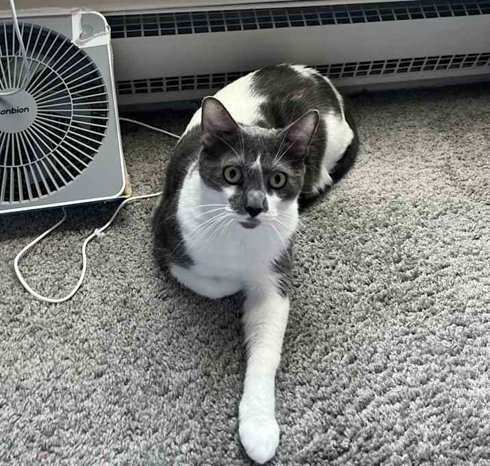 Photo of Romeo